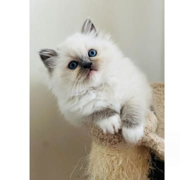SE*Sapphire Blue Eyes