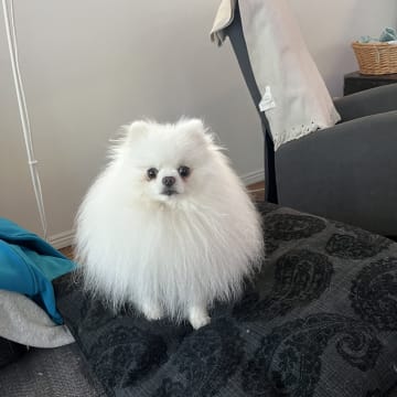 Björkarbo