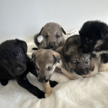 Millie o Milo kennel