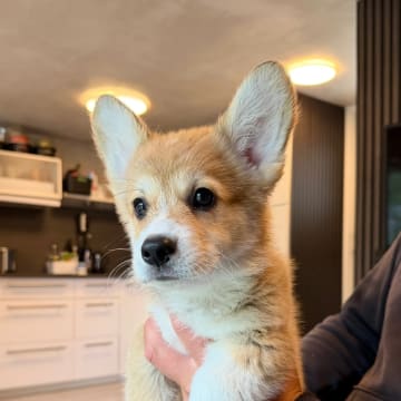 Hallo My Dog