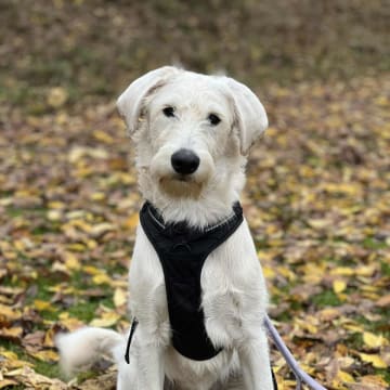 Smith Labradoodles