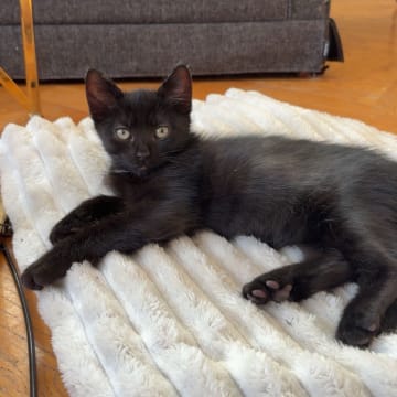 Kattunge till salu