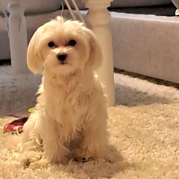 Maltipoo