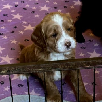 Truffelnose