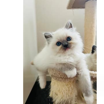 SE*Sapphire Blue Eyes