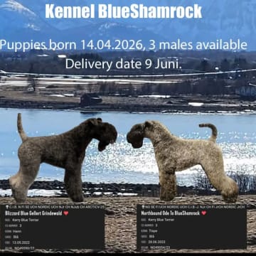Blueshamrock
