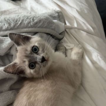 Kattunge till salu