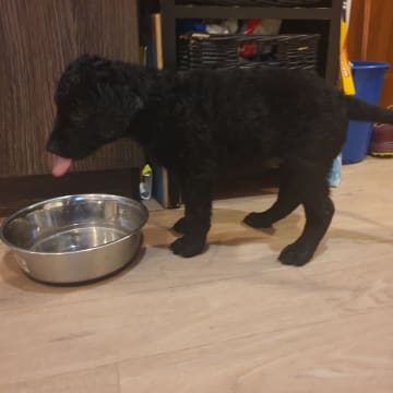 Ing-Maris kennel