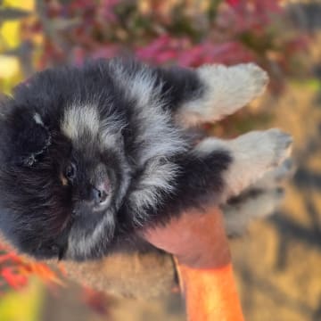 Tiny DreamStar