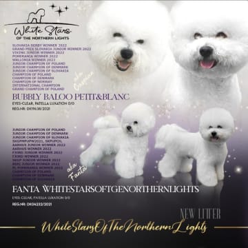 Whitestarsofthenorthernlights