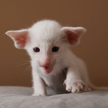 Oriental Adore Cattery