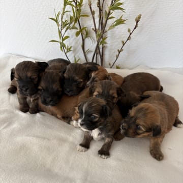 Berrys Kennel & Beko