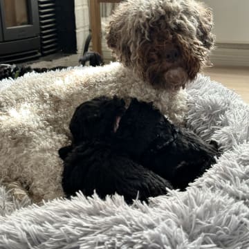 Skebopugotto