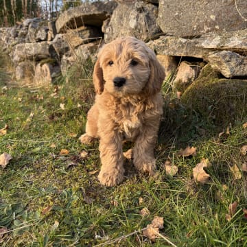 Drömsjöns Goldendoodle