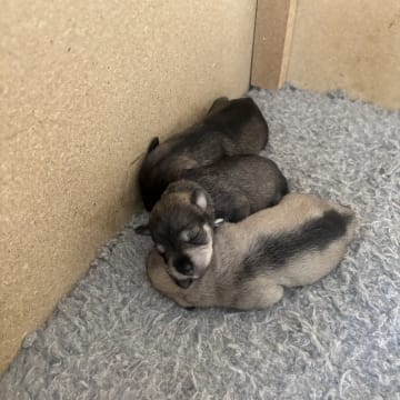Encalnas' Kennel