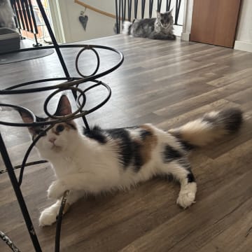 Wikslynx