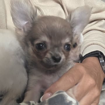 Tikus