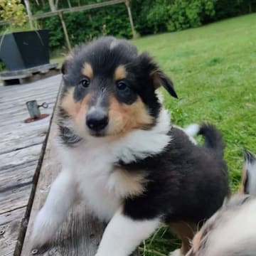 Ladias Dream Collies