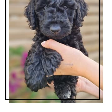 Smith Labradoodles