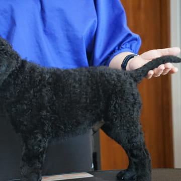 Ing-Maris kennel