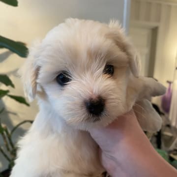 Kennel Showsilk