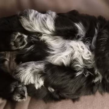 House of Shih-Tzu
