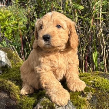 Drömsjöns Goldendoodle