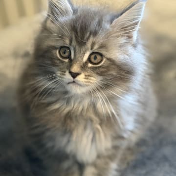 Höjden’s Lynx
