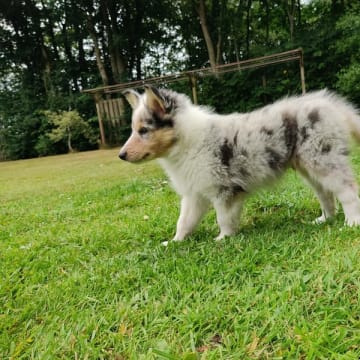 Ladias Dream Collies