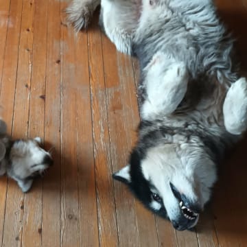 Kennel Kitchaq