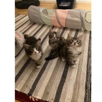 SE*Danzarin Cats