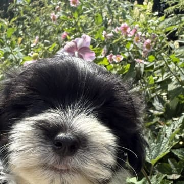 House of silky dogs