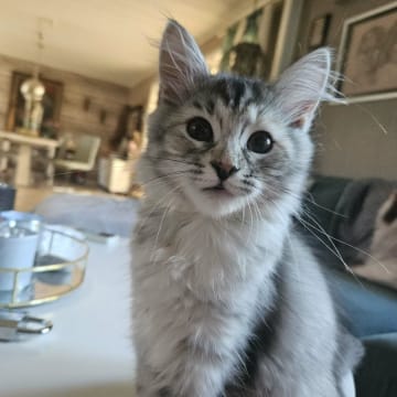 SE*Gislövs Sibiriska katter