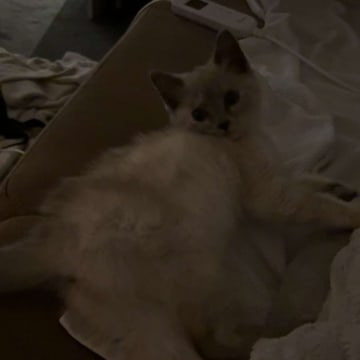 Kattunge till salu