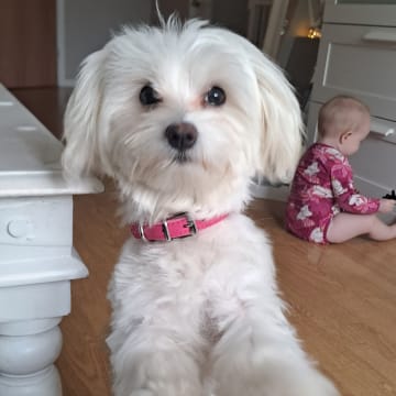 Maltipoo