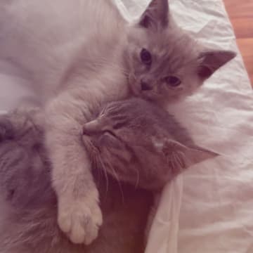 Kattunge till salu
