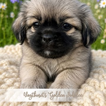 Vagthuset's