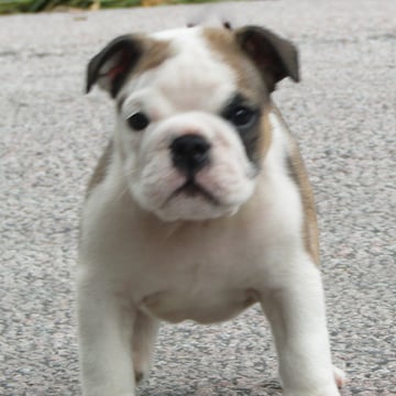 Maxibull