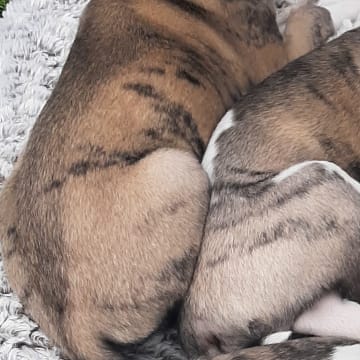 Alternova Whippet