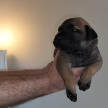 Boergarden boerboels