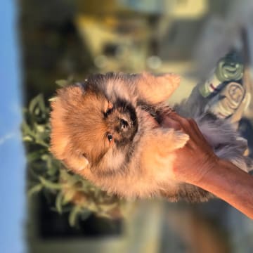 Tiny DreamStar