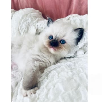 SE*Sapphire Blue Eyes
