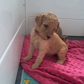 Golden Curly Dream