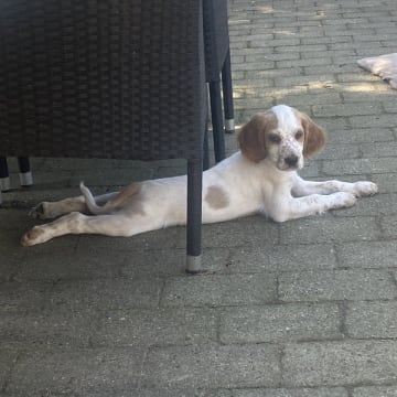 Dreamzikas