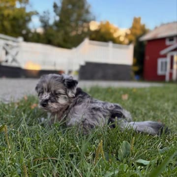 Kennel Dirgis