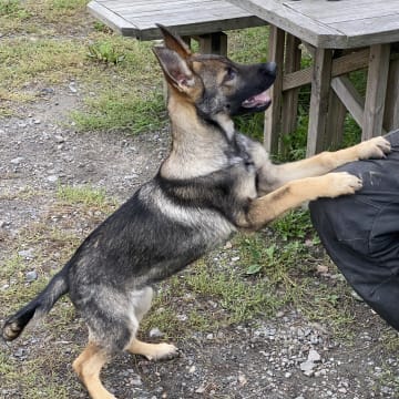 Kennel Sydgården och Noordhgårdens Kennel