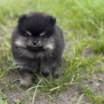 Marianne Elaine Nielsen