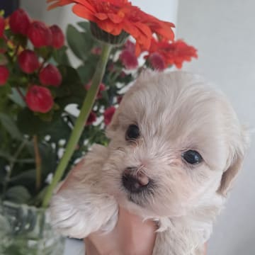 Maltipoo