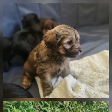 Snöflingans maltipoo