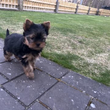 Mount Yorkie